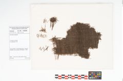 Foto von Textil (NHMW-PRAE-120945)